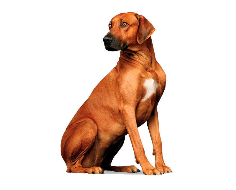 153-1532397_tengo-un-perro-perro-pro-plan-png-1