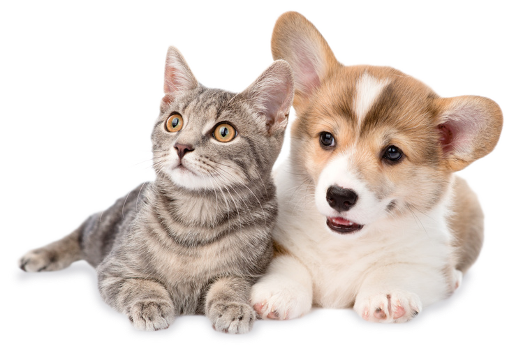 Imagem-Cachorro-e-Gato-PNG
