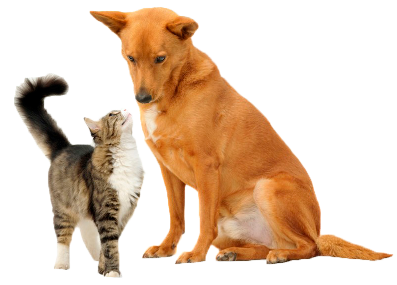 PerroVsGato-1024x576-1