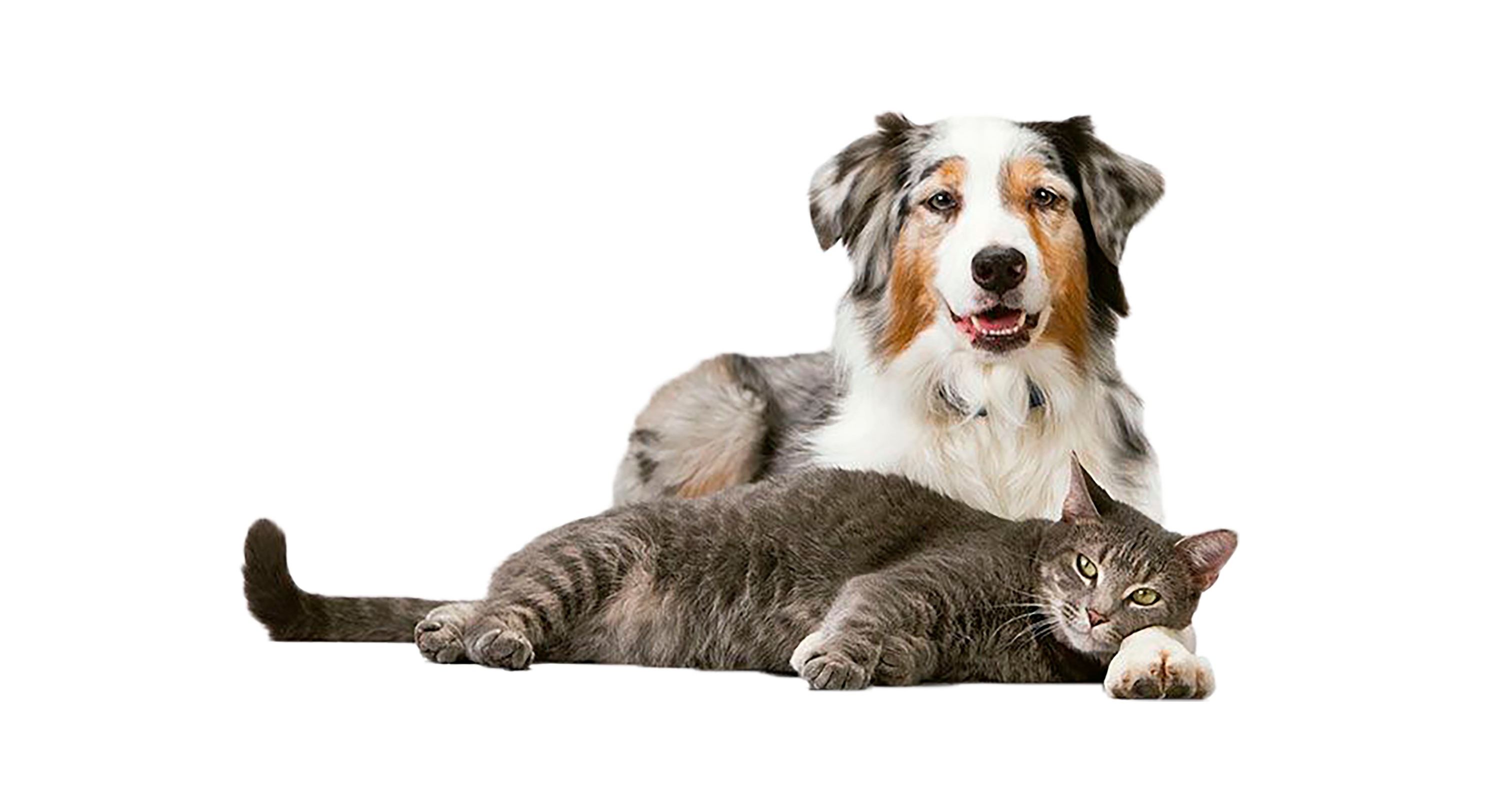 articulo_diferencias_gatos_perros-3192bb68