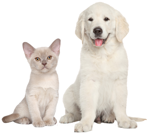 as-gato-y-perro