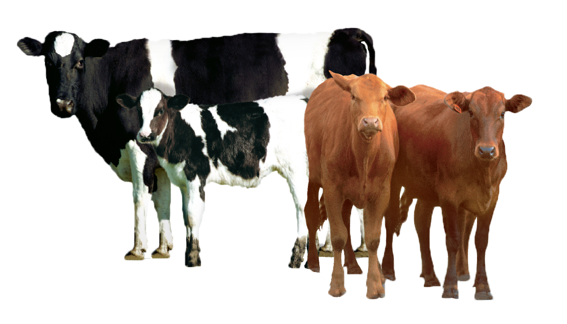 conjunto-de-vacas