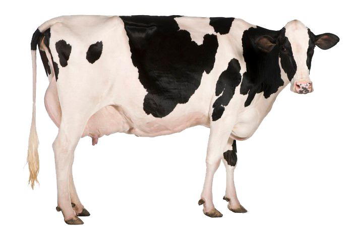 cortinas-transparentes-vaca-de-holstein-5-anos-de-edad-de-pie-delante-de-fondo-blanco.jpg
