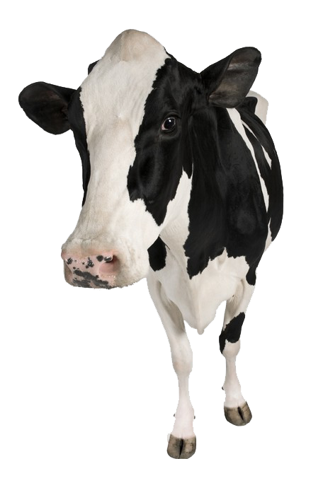 fotomurales-vaca-de-holstein-5-anos-de-edad-de-pie-contra-el-fondo-blanco