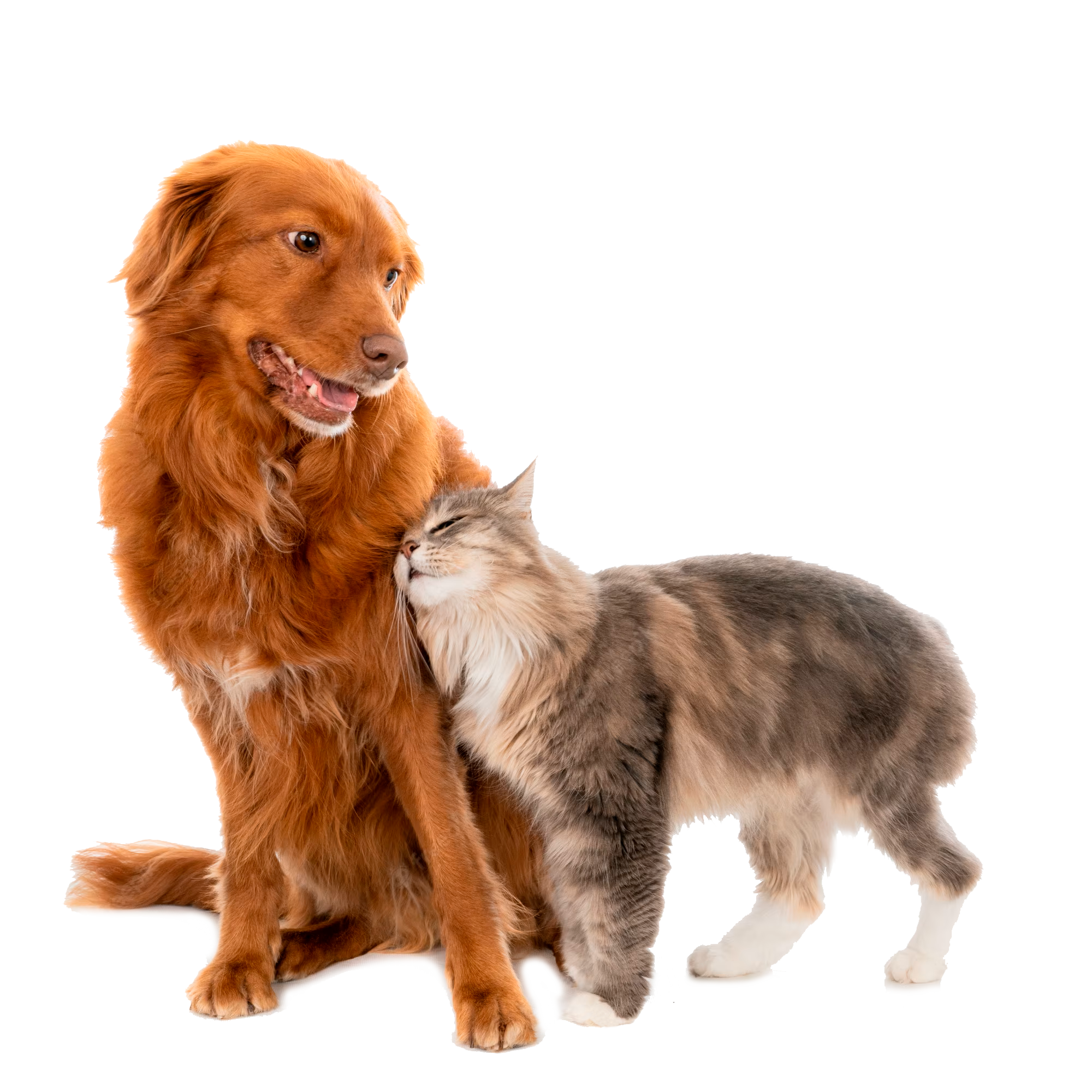 gato-pelo-largo-abrazando-perro_262668-2