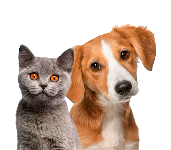 gato-perro-juntos-mirando-camara-aislado-blanco_191971-28716