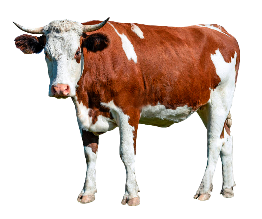 joven-manchada-de-marron-blanco-vaca-lechera-aislado-sobre-un-fondo-blanco-ra7pph