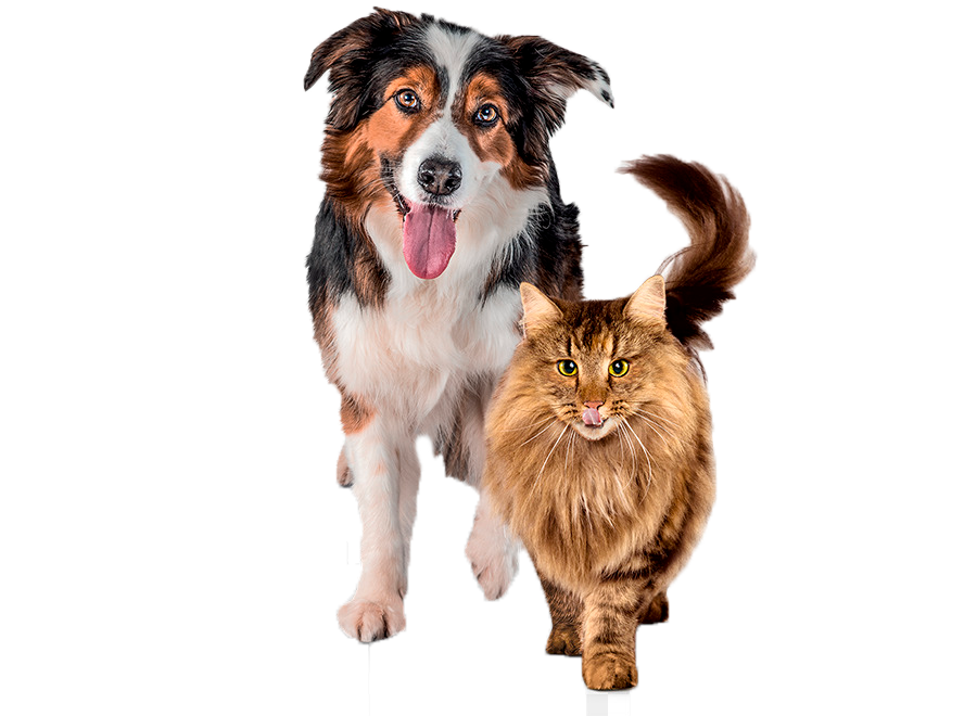 kisspng-cat-food-dog-food-dogcat-relationship-gagner-5b3756d8b64024.7732445815303533687465