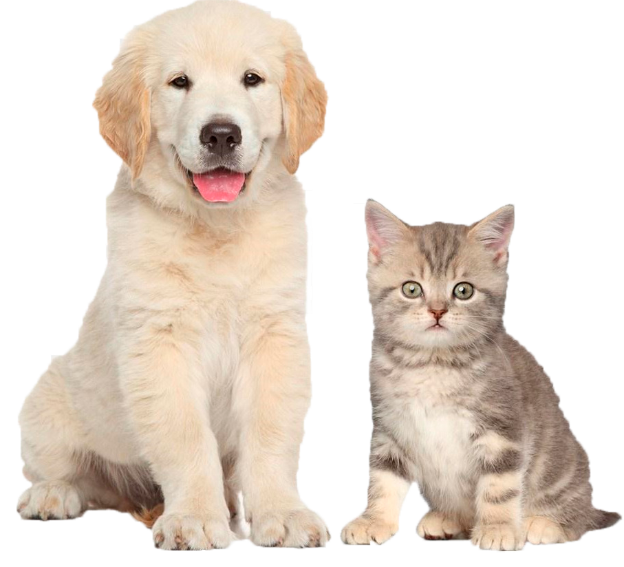 kisspng-dog-food-cat-food-pet-sarah-s-pet-sitting-5b20a6692fbf29.9302390415288664091956