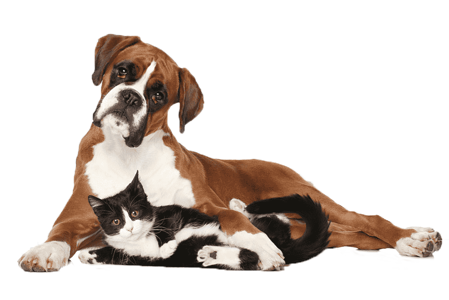 png-clipart-dog-lying-in-the-arms-of-a-cat-cat-pet