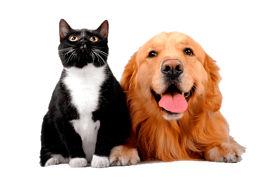 png-transparent-cats-and-dogs-black-cat-yellow-dog-good-friend