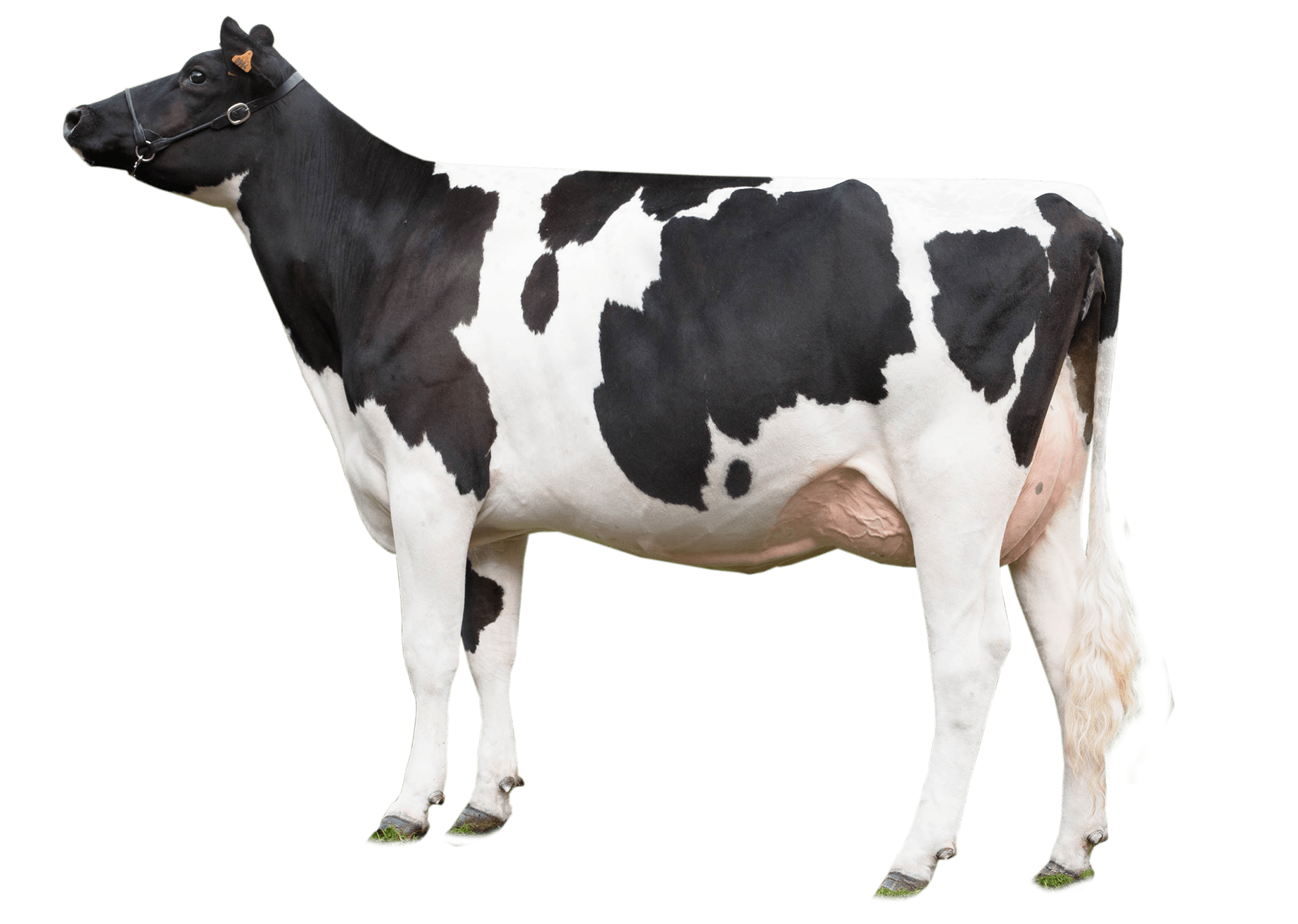 pngimg.com-cow_PNG50580-2-1