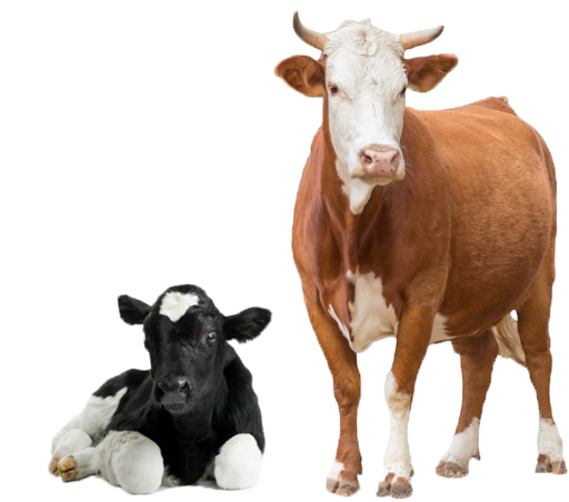 pngimg.com-cow_PNG50585-1