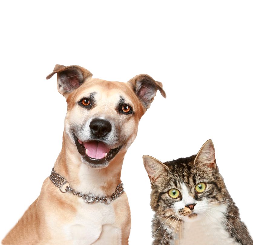 posters-perro-y-gato-en-un-fondo-blanco.jpg