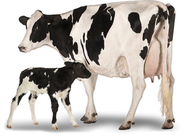 vacas-vitabull